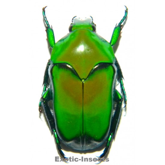 Ischiopsopha sp.02