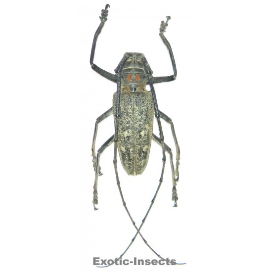 Batocera humeridens  (60-64mm)