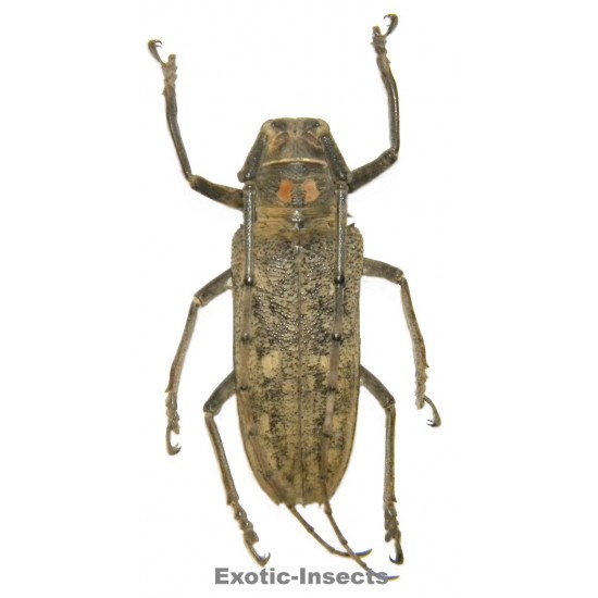 Batocera humeridens  (50-54mm)