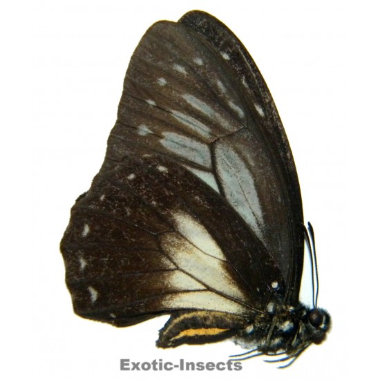 Graphium thule  SPECIMEN 1