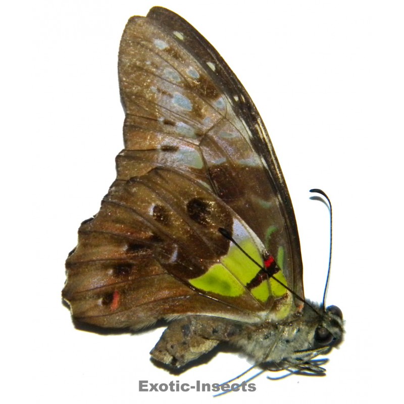 Graphium wallacei