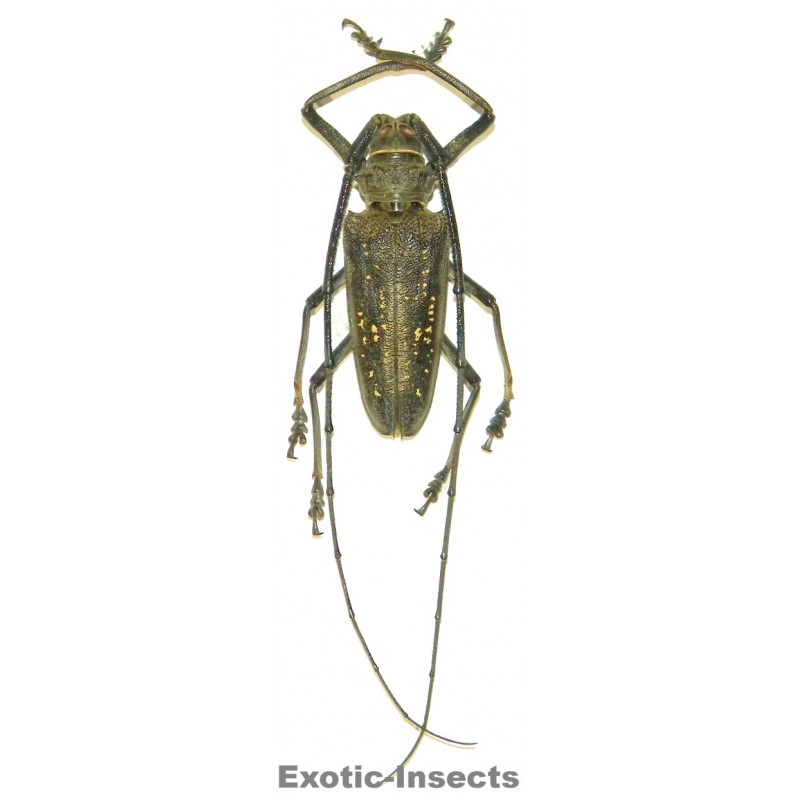 Batocera aeneonigra  (50-54mm)