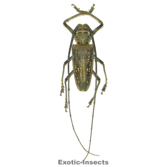 Batocera aeneonigra  (55-59mm)
