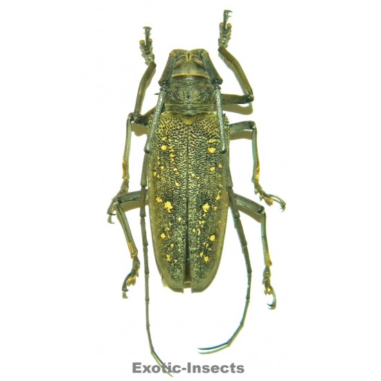 Batocera aeneonigra  (50-54mm)