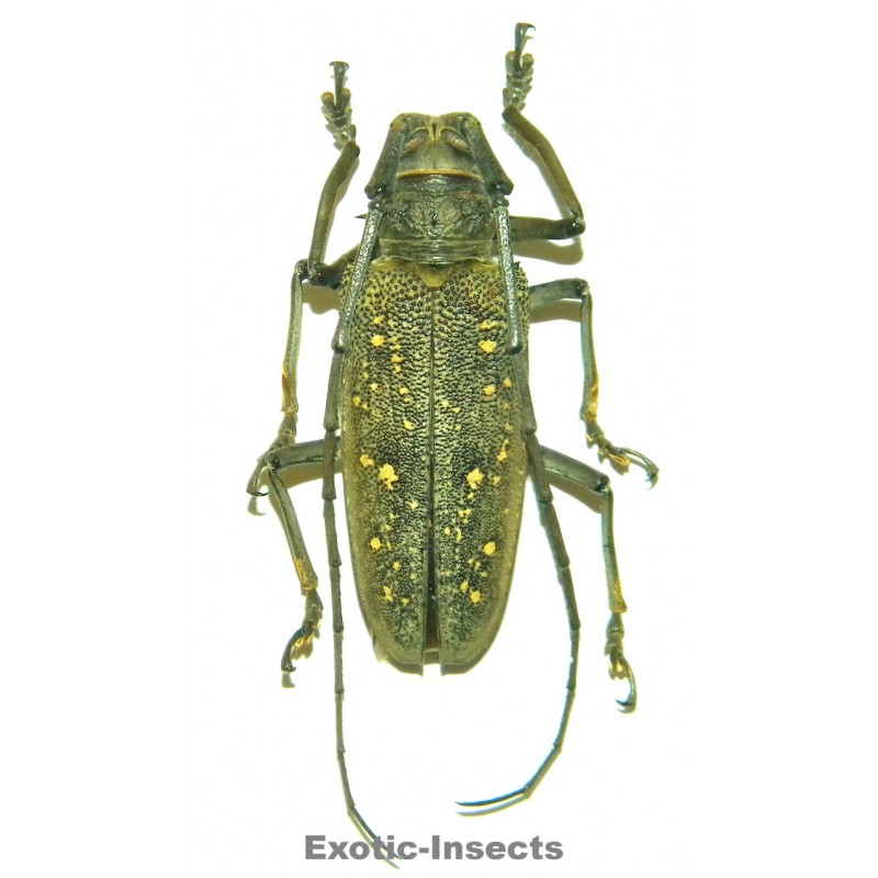 Batocera aeneonigra  (50-54mm)