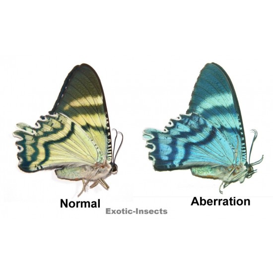 Alcides orontes ABERRATION
