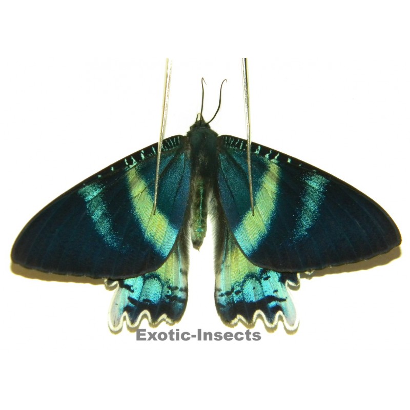 Alcides orontes ABERRATION 04