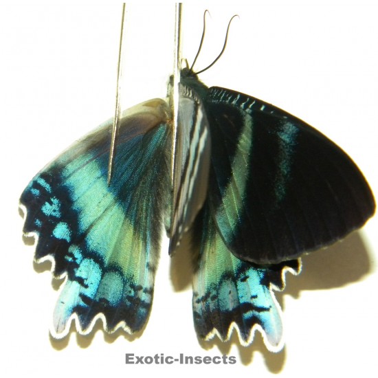 Alcides orontes ABERRATION 04
