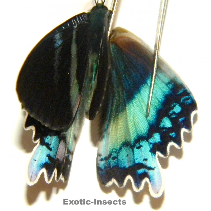 Alcides orontes ABERRATION 04
