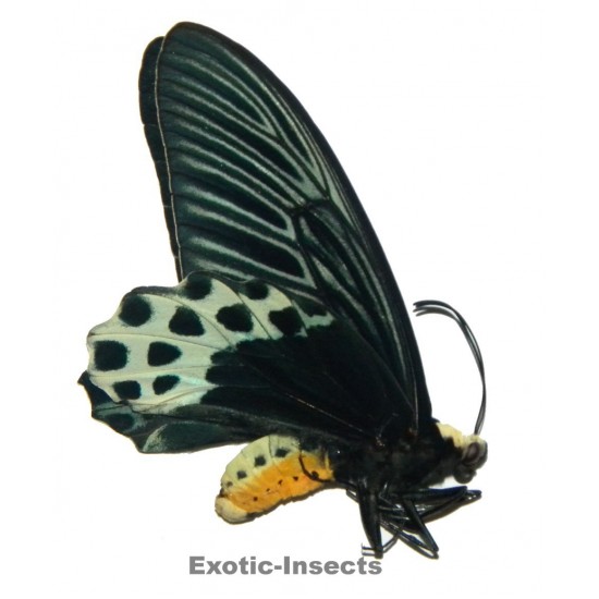 Atrophaneura sycorax sycorax  MEDIUM
