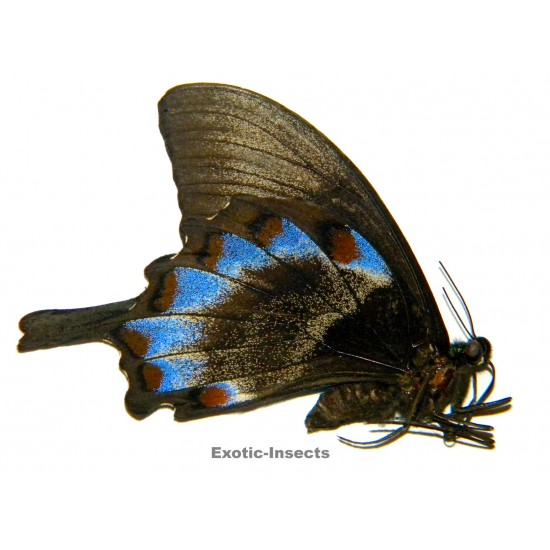 Papilio ulysses ulysses...