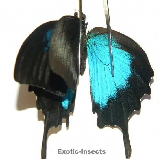 Papilio ulysses ulysses ABERRATION 30