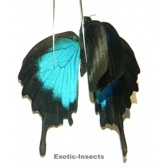 Papilio ulysses ulysses ABERRATION 30