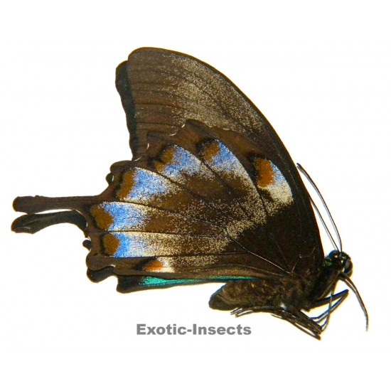 Papilio ulysses ulysses...
