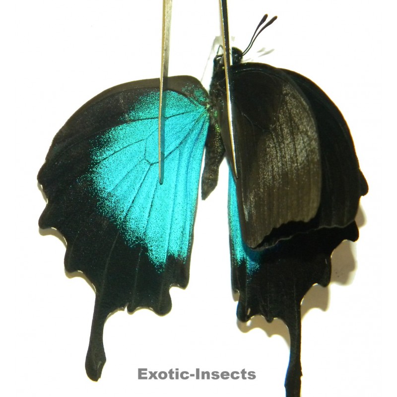 Papilio ulysses ulysses ABERRATION 31