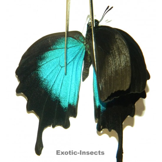 Papilio ulysses ulysses ABERRATION 31