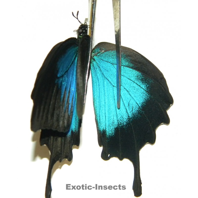Papilio ulysses ulysses ABERRATION 31