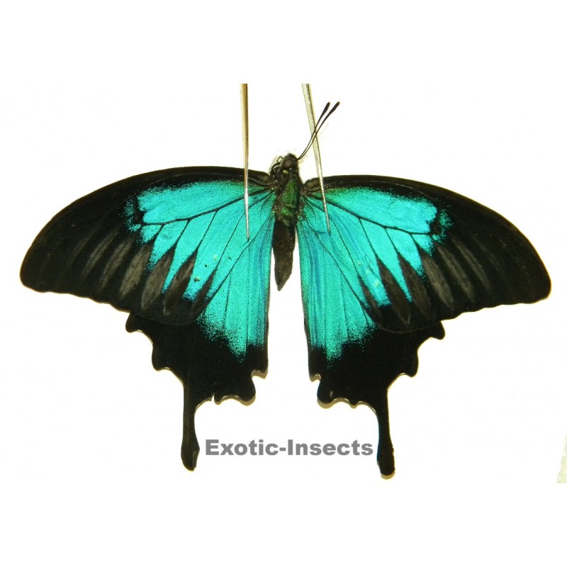 Papilio ulysses ulysses ABERRATION 31
