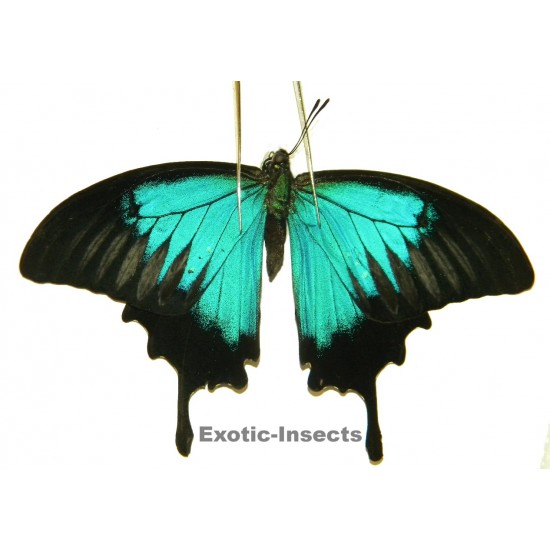 Papilio ulysses ulysses ABERRATION 31