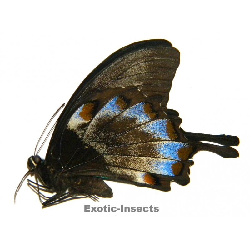 Papilio ulysses ulysses ABERRATION 31