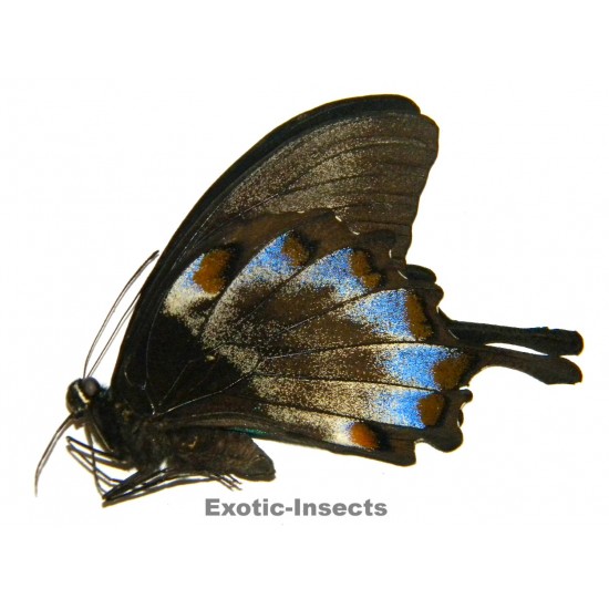 Papilio ulysses ulysses ABERRATION 31