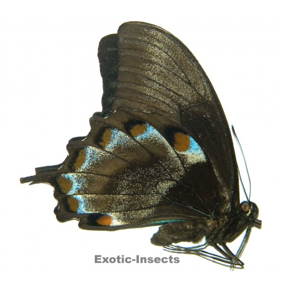 Papilio ulysses ulysses...