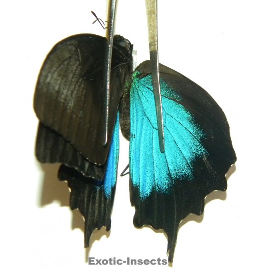 Papilio ulysses ulysses ABERRATION 32
