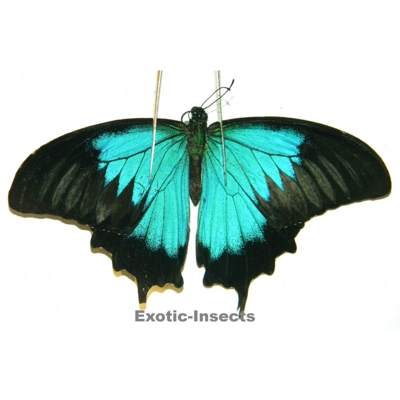 Papilio ulysses ulysses ABERRATION 32