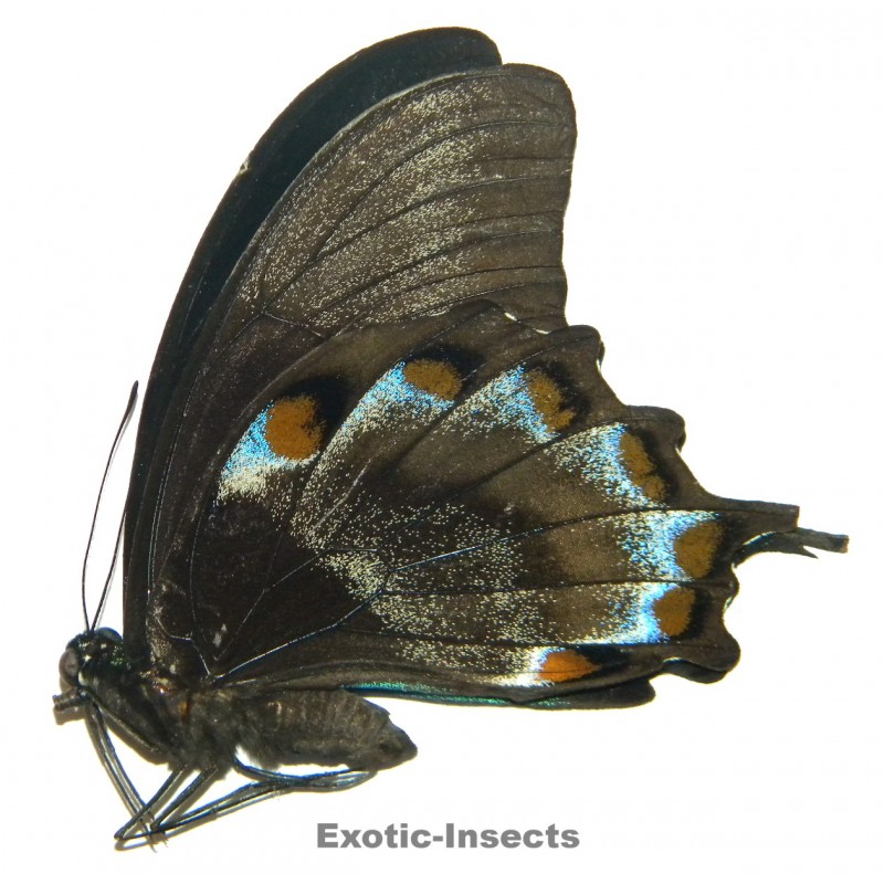Papilio ulysses ulysses ABERRATION 32