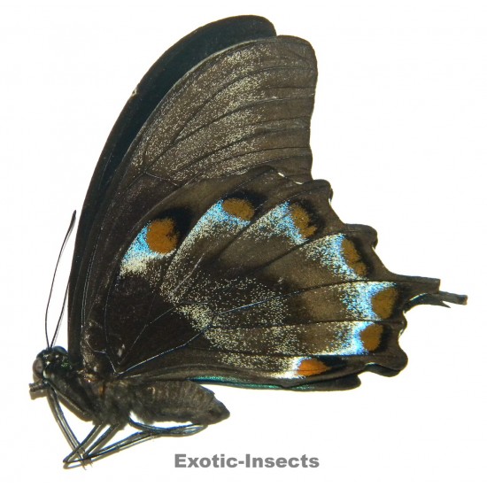 Papilio ulysses ulysses ABERRATION 32