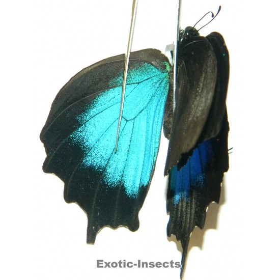 Papilio ulysses ulysses ABERRATION 32