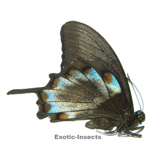 Papilio ulysses ulysses ABERRATION 33
