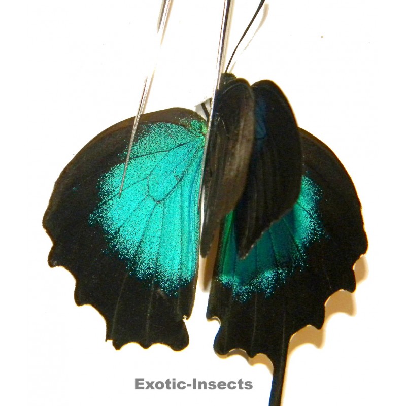 Papilio ulysses ulysses ABERRATION 33