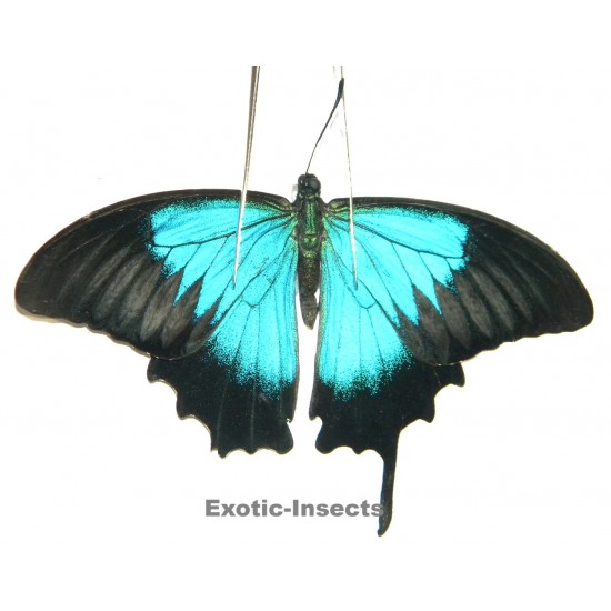 Papilio ulysses ulysses ABERRATION 33