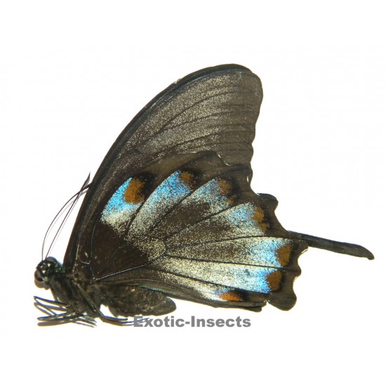 Papilio ulysses ulysses ABERRATION 33
