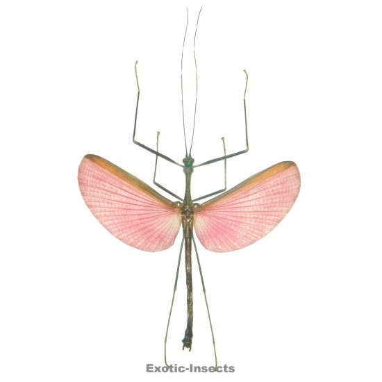 Marmessoidea sp.01  Set of 10