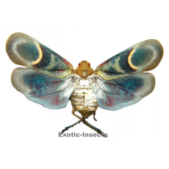 Scamandra pocerattui