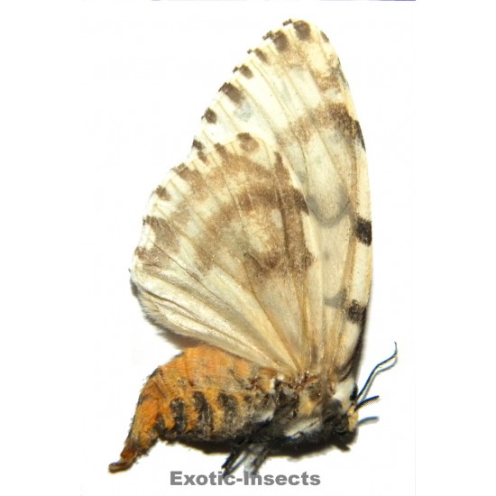 Lymantriidae sp.09