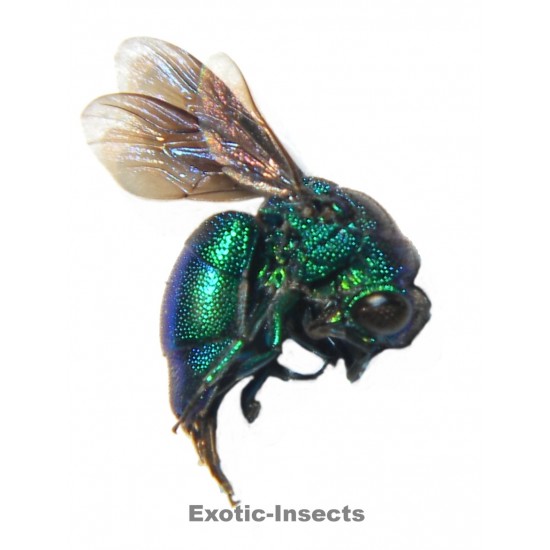 Chrysis poggii