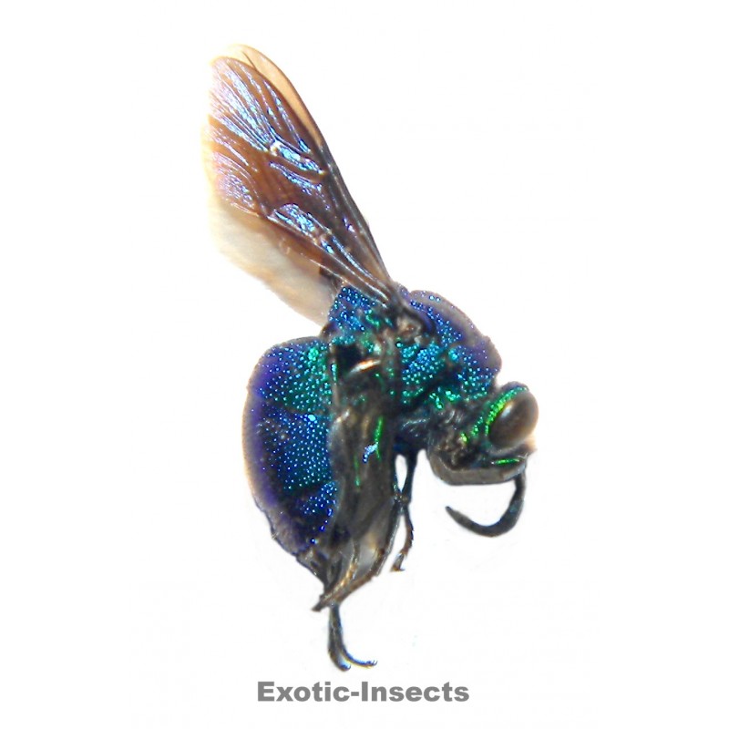Chrysis poggii