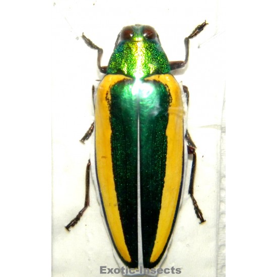 Chrysochroa limbata...