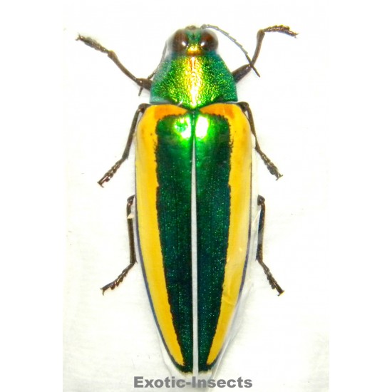 Chrysochroa limbata...