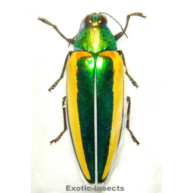 Chrysochroa limbata SPECIMEN 2  (49mm)