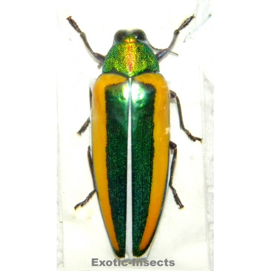 Chrysochroa limbata...