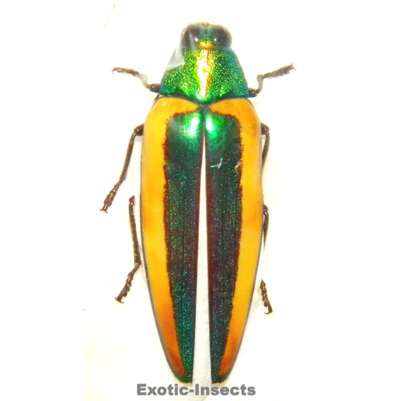 Chrysochroa limbata SPECIMEN 4  (46mm)