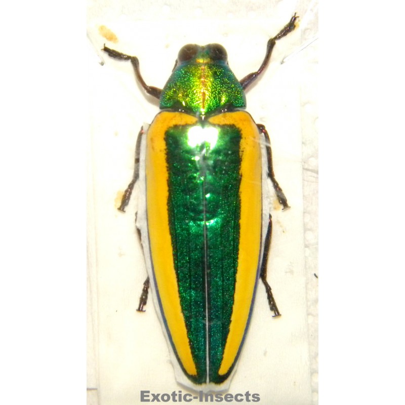 Chrysochroa limbata SPECIMEN 6  (51mm)