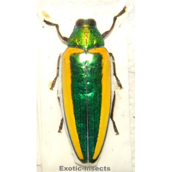 Chrysochroa limbata SPECIMEN 6  (51mm)