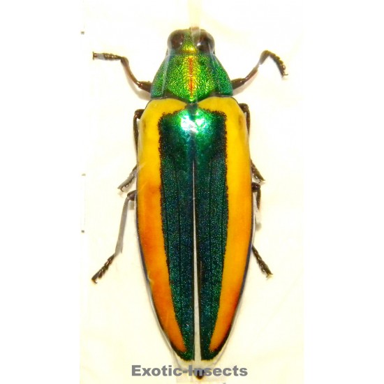 Chrysochroa limbata SPECIMEN 7  (50mm)