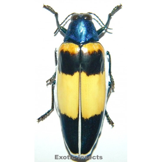 Chrysochroa mirabilis...