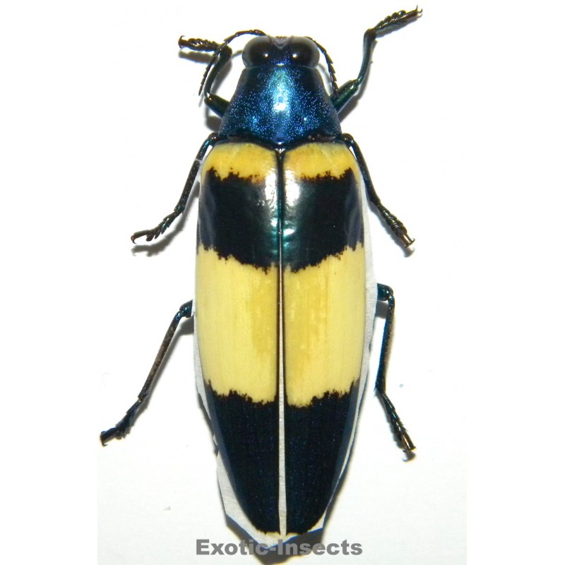 Chrysochroa mirabilis SPECIMEN 2  (45mm)